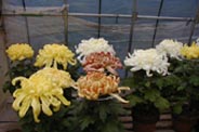 菊